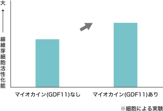 マイオカイン(GDF11)なしとありの線維芽細胞活性化能の差