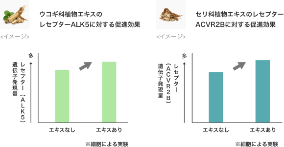 ウコギ科植物エキスのレセプターALK5に対する促進効果、セリ科植物エキスのレセプターACVR2Bに対する促進効果