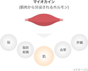 マイオカイン（筋肉から分泌されるホルモン）