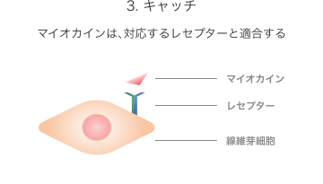 3. キャッチ：マイオカインは、対応するレセプターと結合する