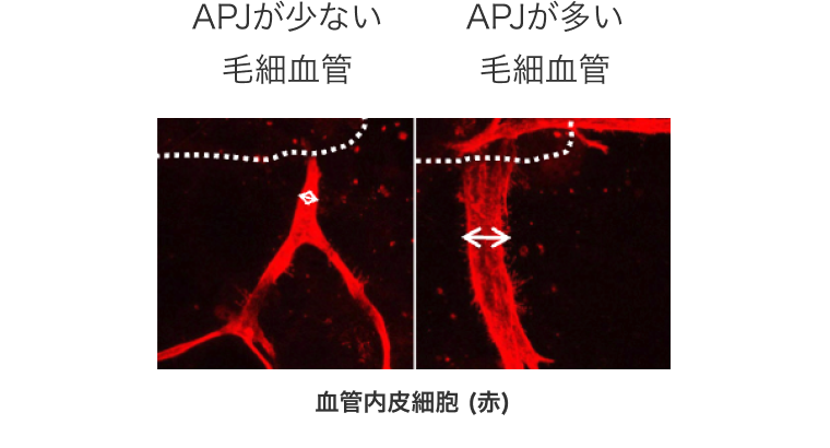 APJが少ない毛細血管、APJが多い毛細血管