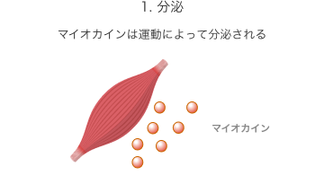 1. 分泌：マイオカインは運動によって分泌される