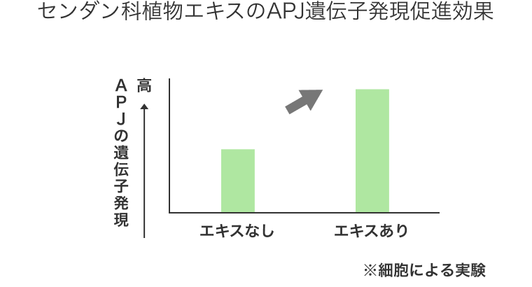 センダン科植物エキスのAPJ遺伝子発現促進効果